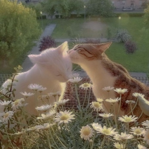 The Kitty Garden