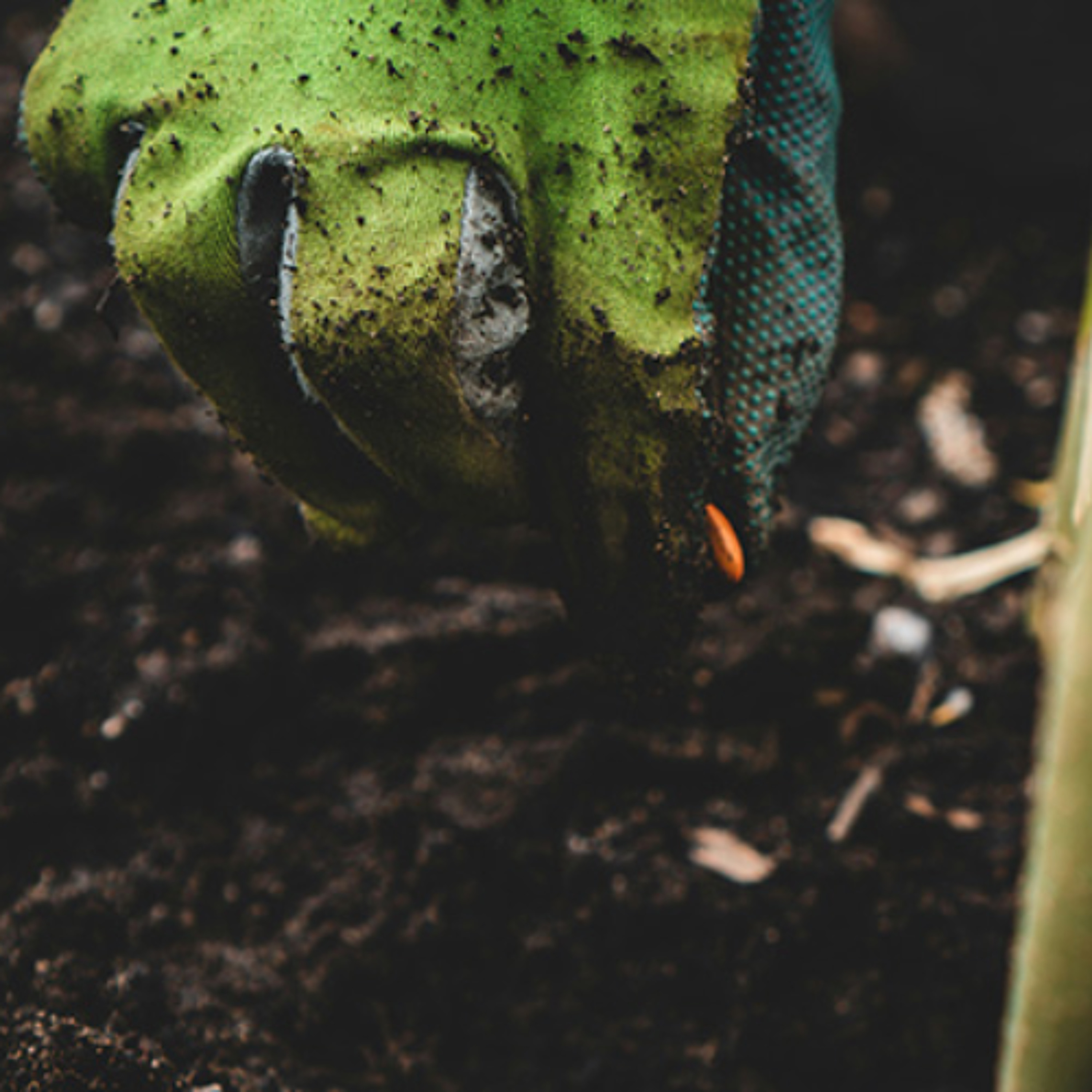 Food for the soul - Planting seeds of peace -  Priti Wasnik – 2/05/25 episode artwork