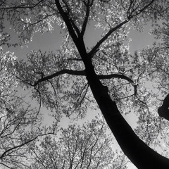 Entwined | Treo 4