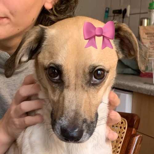 cunt level: ganovisch