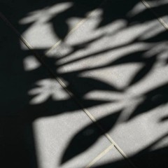 Discerning Shadow