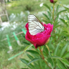 Manifesto of Aperiodic Iconoclast