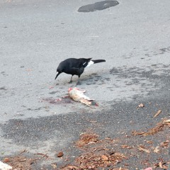 Leave your lights on for the bass cannon. Flux Pavillion Zomboy versus Carlos Santana with Everlast