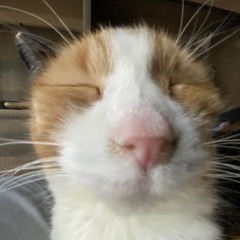 dragon atlas remix 3