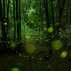 Dance Of The Fairies