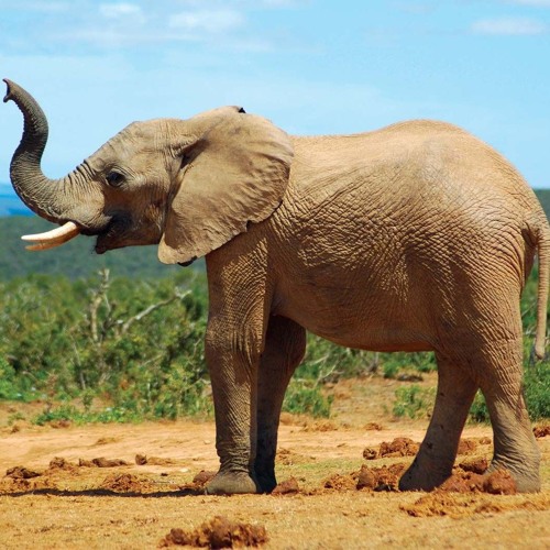 stephinie x mukkala.wav