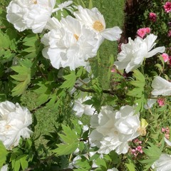 Blooming Trax