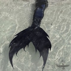 siren call