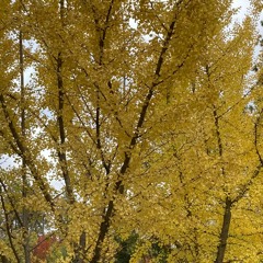 Fall Song by Joy Harjo