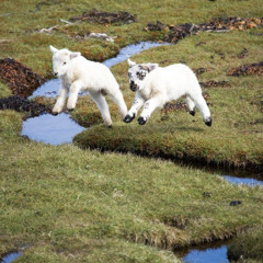 STEADY FM - MIX ATTEMPT 01