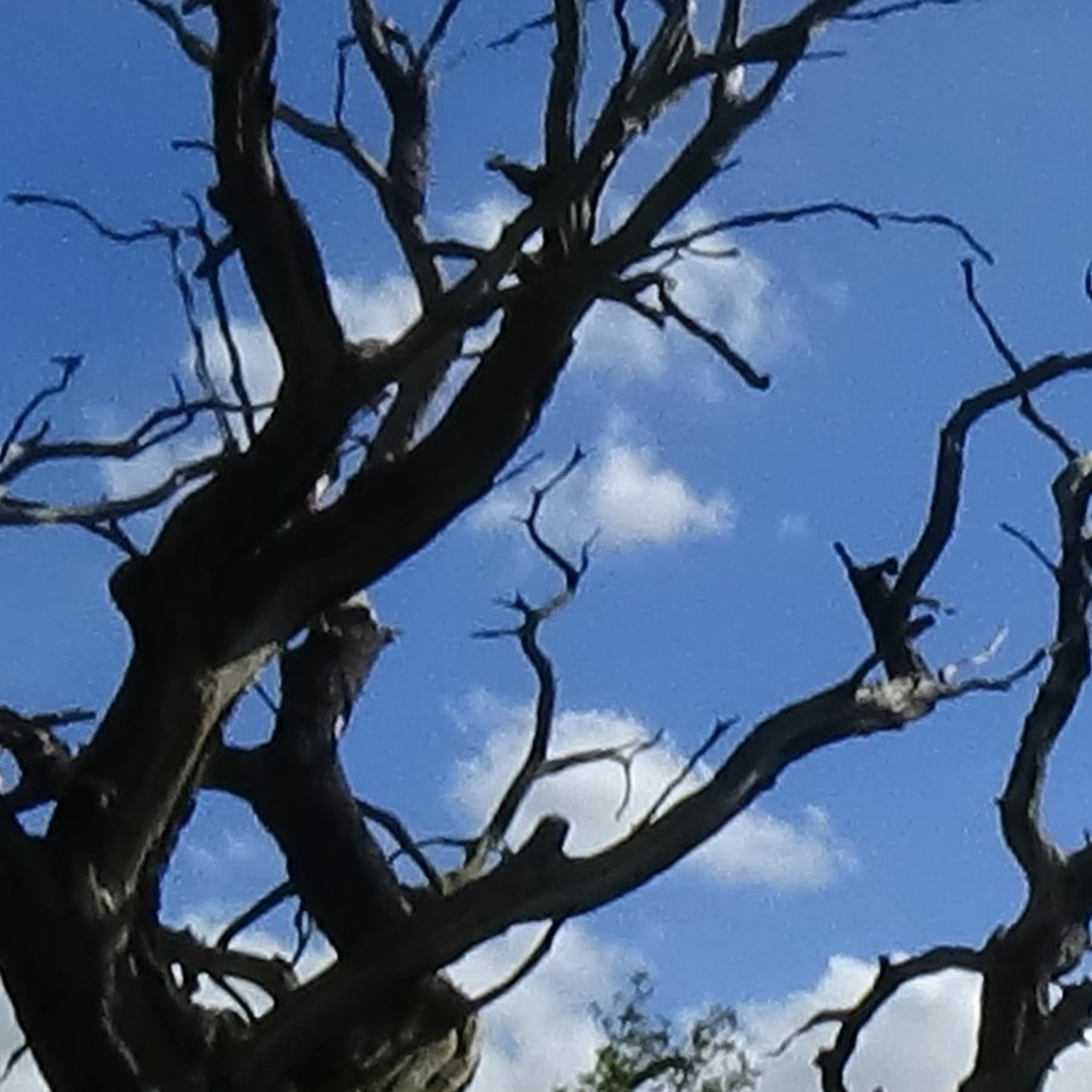 Bare Trees episode artwork
