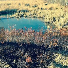 Sunny brae