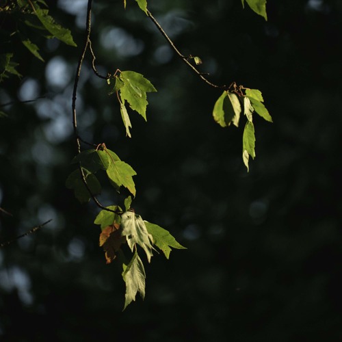 Autumn the Year After