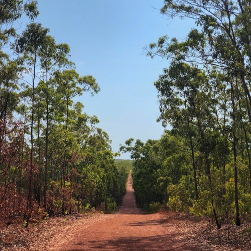 Episode 18 - Supporting Indigenous communities in the NT to create a sustainable forestry industry