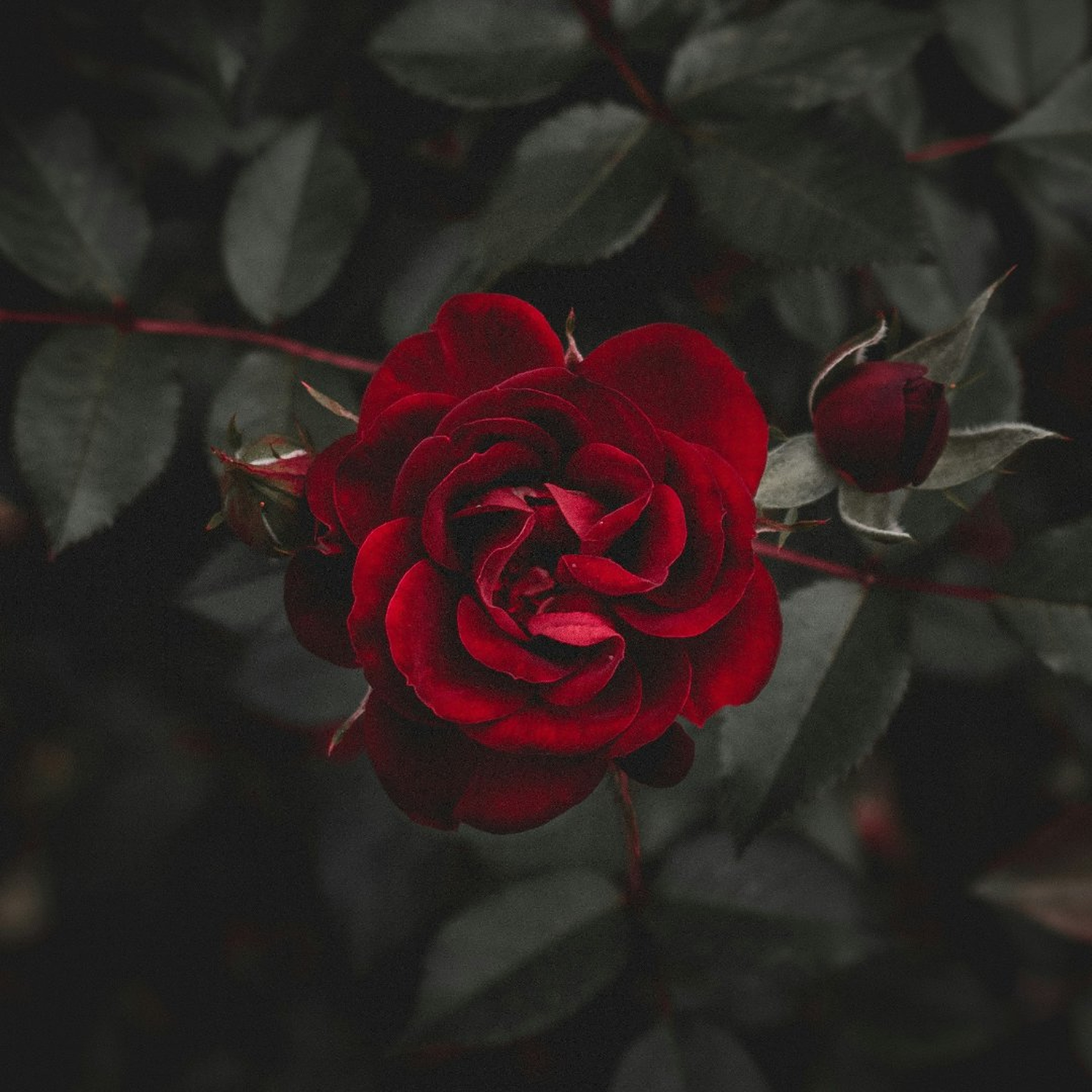 What Is the DSA Platform?