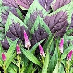 Guide prod. Silver, Remghost