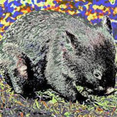 Wombat