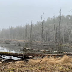 Early morning Soundscape at Ovre Kärret