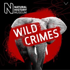 Wild Crimes Theme - Full Version