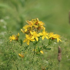 Real Love Sets You Free - Soryu Forall