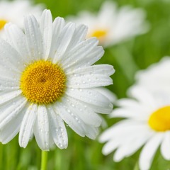 ToniToca - Chamomile  -Preview-