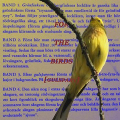 for the birds (gulsparv)