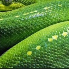 Snake