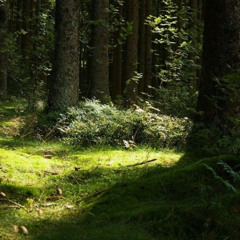 Harpy hare but its my favourite part