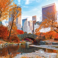 Central Park Morning
