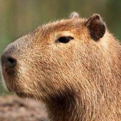 Capybara Love
