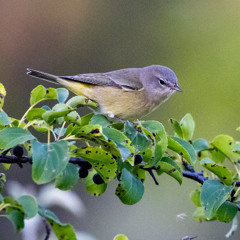 Panhandle Afield: Fall Bird Migration