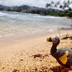 I found a dodo bird on the beach, he was pretty dope