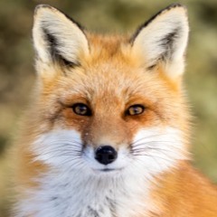 The Fox with harmony vocals