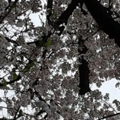 Enihcam_Emit