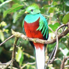 Canto del Quetzal