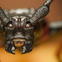 Demon beetle