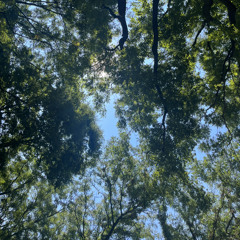 Shadows (Prod. by Vera For Love)