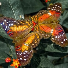 butterfLIE$ (prod.$tyles Benz)