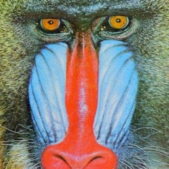 MANDRILL MAZE