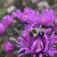 Just The Bees With Some Words