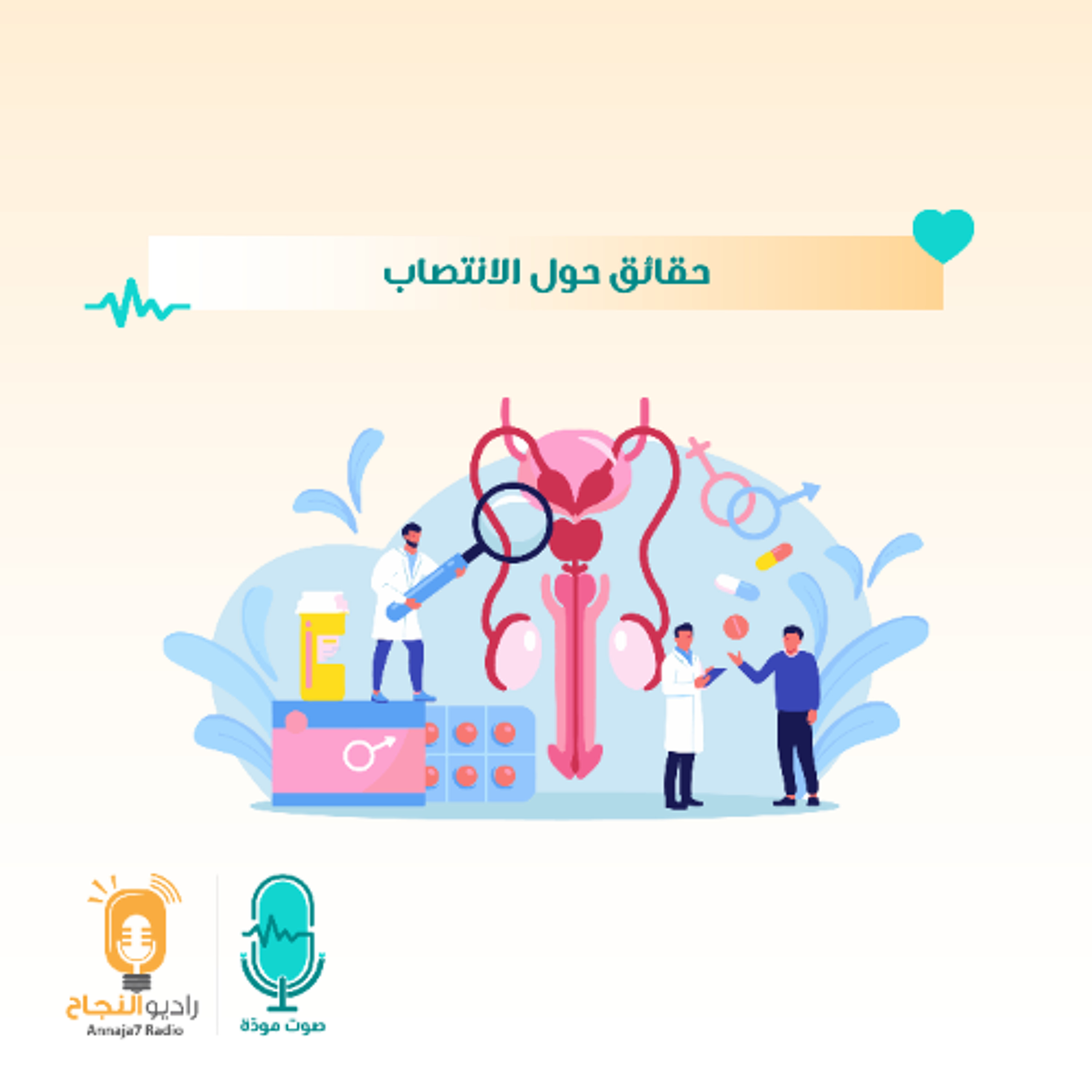 حقائق حول الانتصاب
