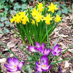 Garden Dream (29.03.2025)