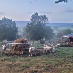 if i woke up before sunrise