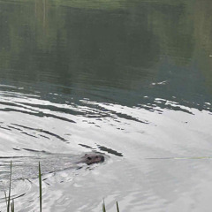 Beaver Vocalisations