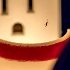 screaming ants.WAV
