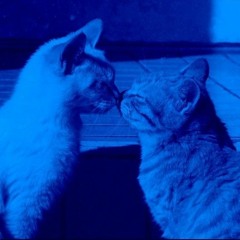 i really missed long walks like this. (michael harrison)