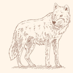 Wolf