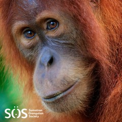 West Toba Soundscape