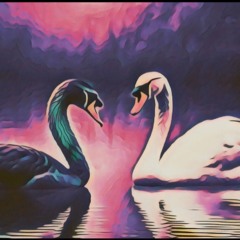 Swan
