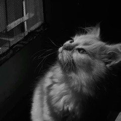 Như Gió Với Mây (Style Huy PT Remix ) - Đinh Đại Vũ ♫ Và Nếu Như Anh Được Làm Mây Bay Cùng Với Gió